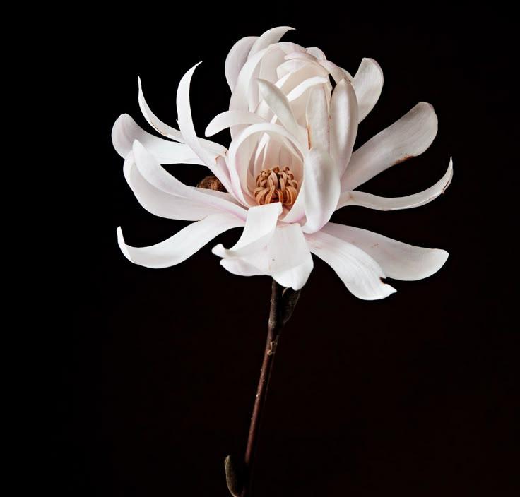 Eternal Enchantment Elegant Floral Array